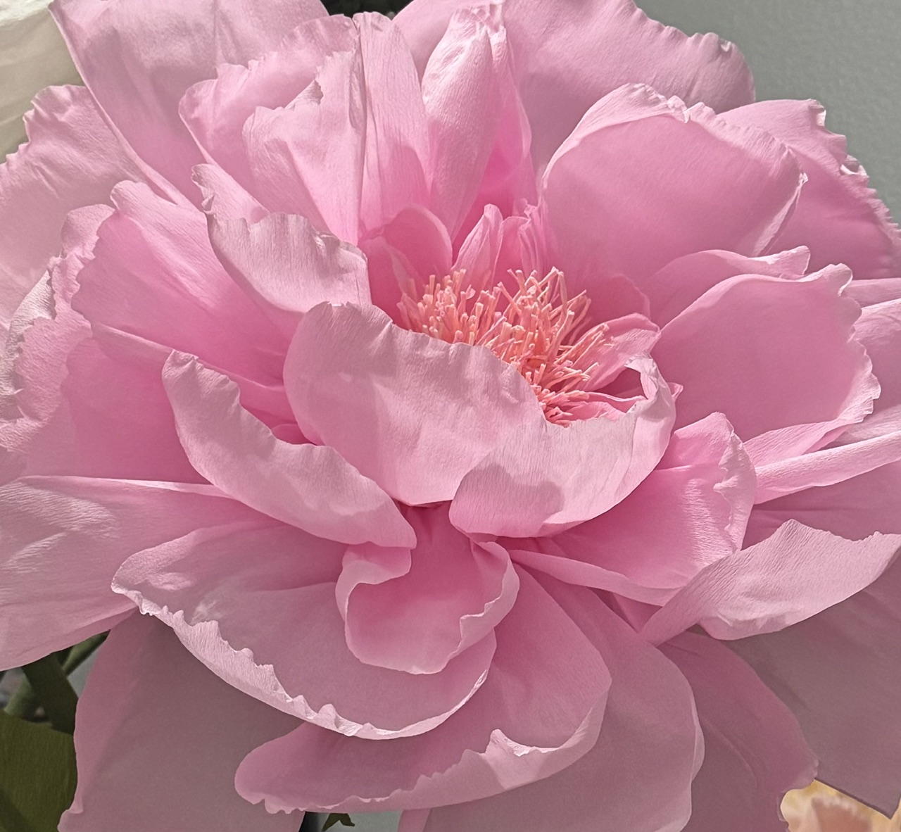 Giant paper peonies