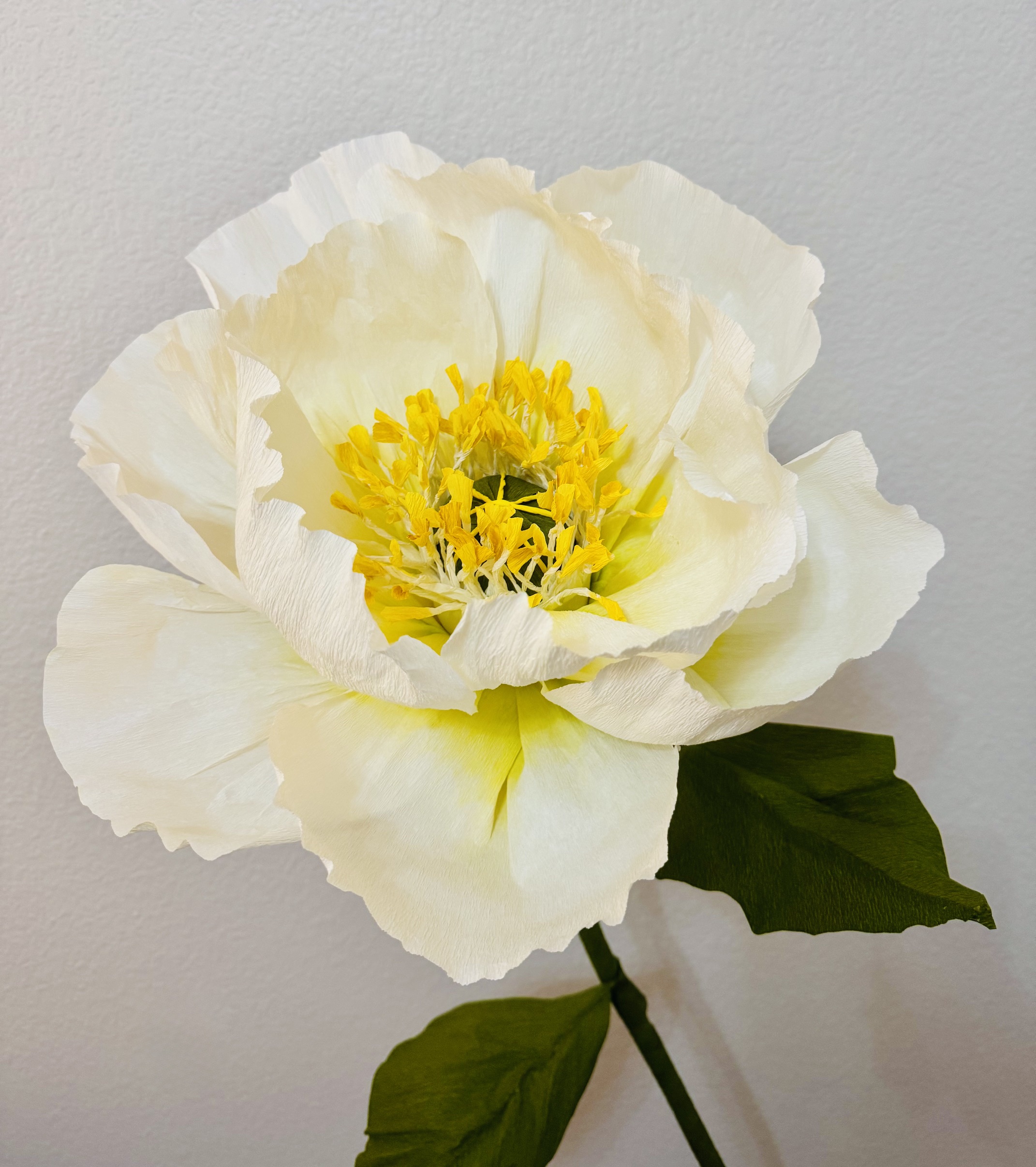 Giant paper poppy
